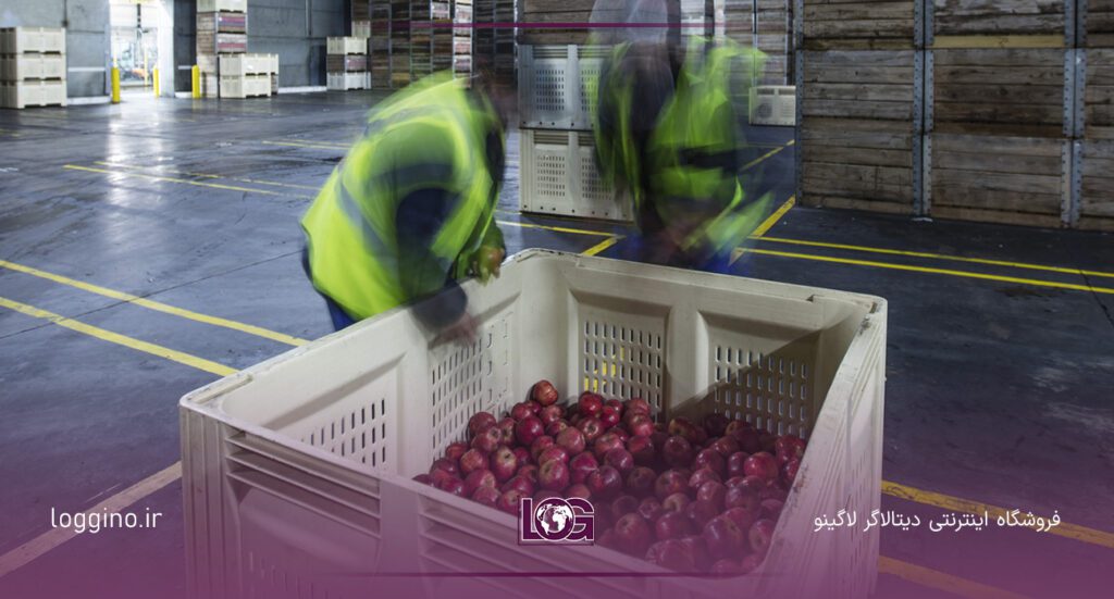 سیب ها در سبد در حال بررسی توسط کارکنان