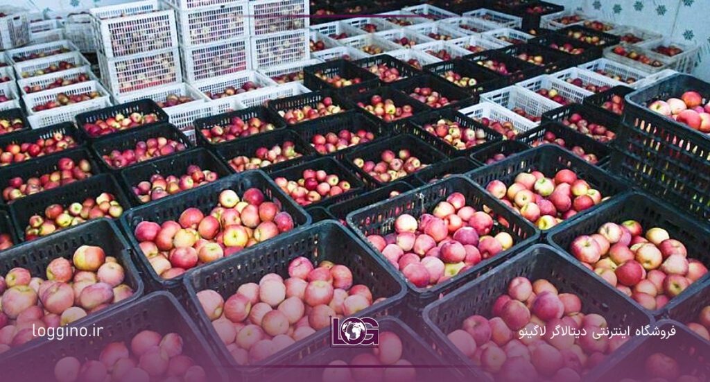 سیب های قرمز تازه در سبد مشکی در سردخانه سیب