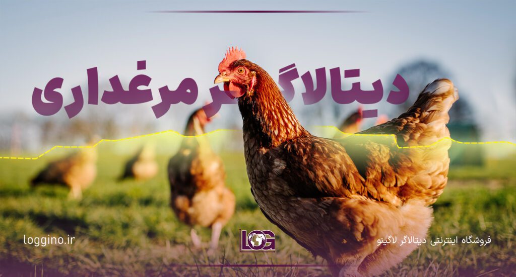 تصویری از یک مرغ در مرغداری و مزرعه