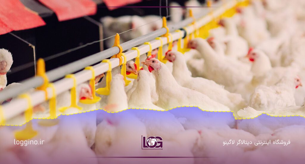 مرغ های سفید در حال غذا خوردن در مرغداری