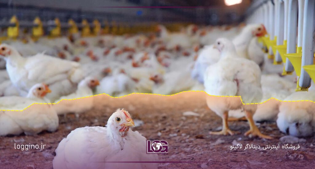 مرغ های سفید نشسته در مرغداری جهت نشان دادن اهمیت دیتالاگر مرغداری