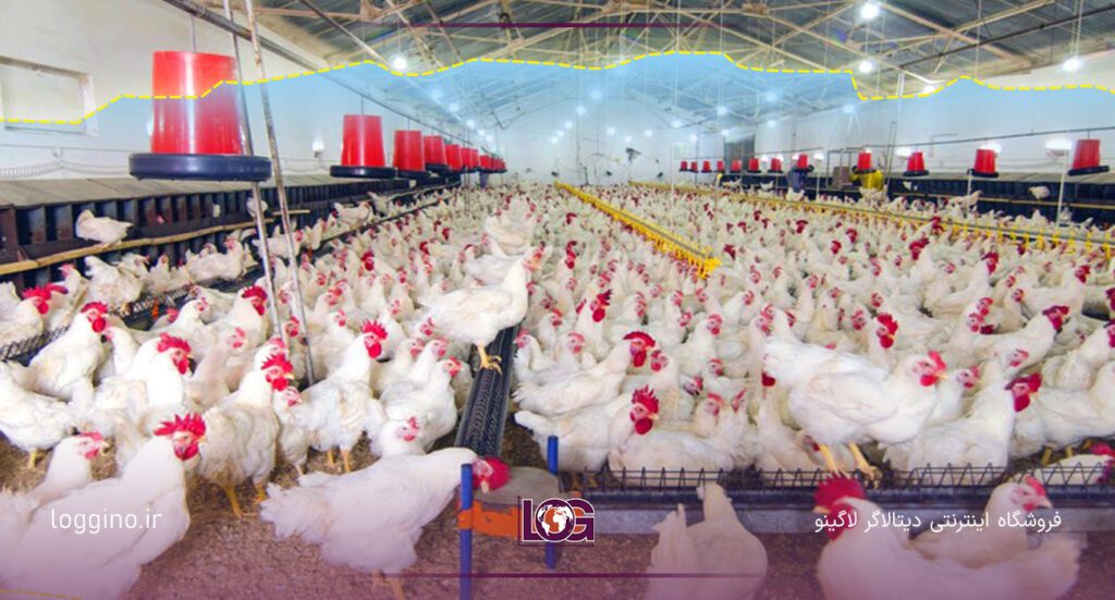 مرغ های سفید در مرغداری جهت نشان دادن اهمیت دیتالاگر مرغداری