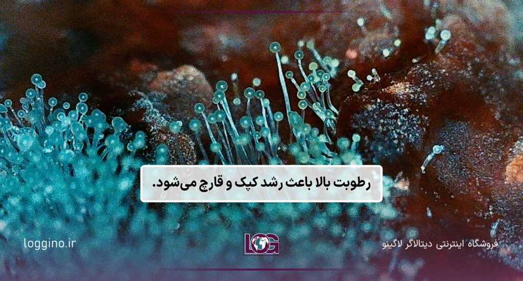 تصویری زوم شده از کپک آبی
