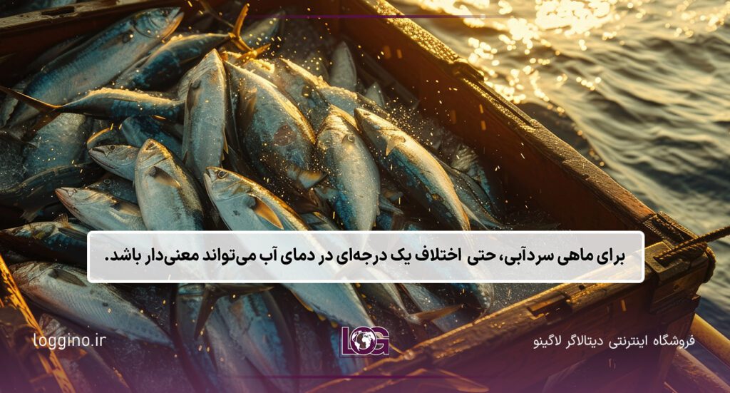تصویری از چند ماهی در سبد روی آب