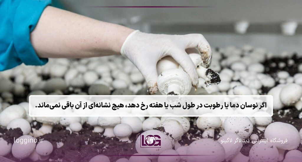 تصویری از چیدن یک قارچ از پرورشگاه قارچ