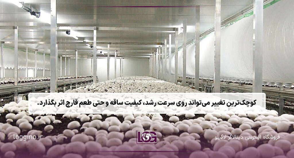 تصویری از یک پرورشگاه قارچ سفید