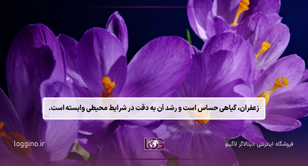 گل های زعفران از نزدیک